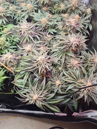Growreport Bild 4