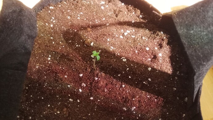 Growreport Bild 2