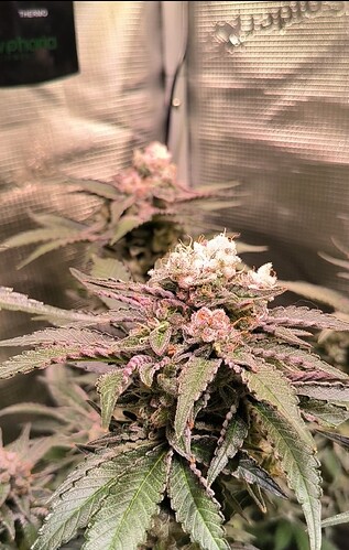 Growreport Bild 19