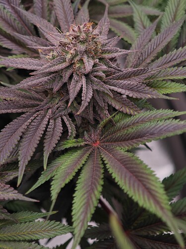 Growreport Bild 19