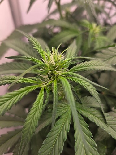 Growreport Bild 2