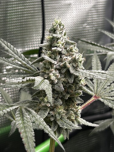 Growreport Bild 28
