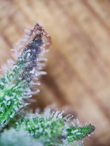 Growreport Bild 4
