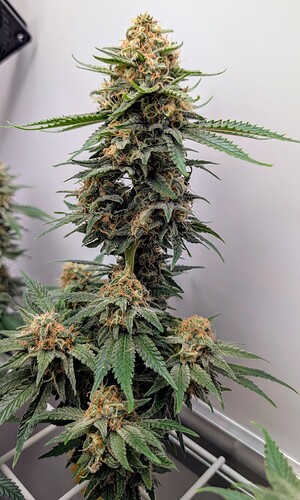 Growreport Bild 38