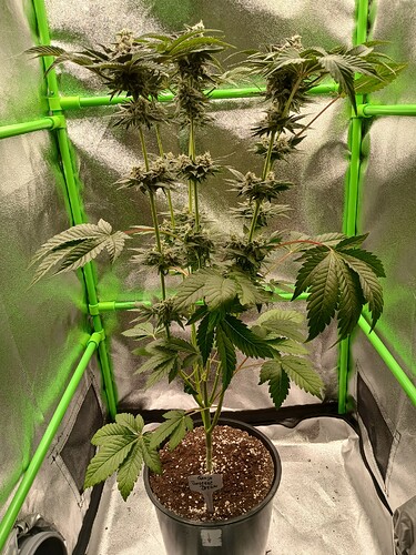 Growreport Bild 1