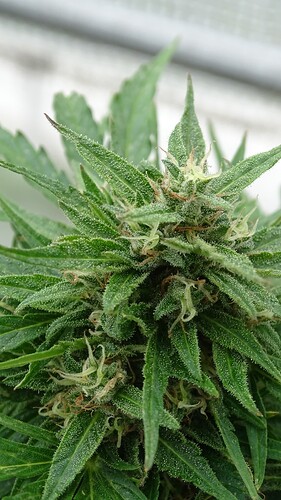 Growreport Bild 17