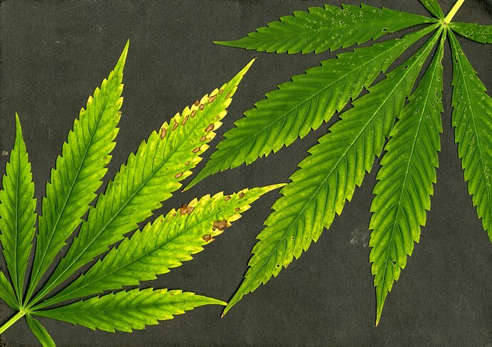 Growreport Bild 49