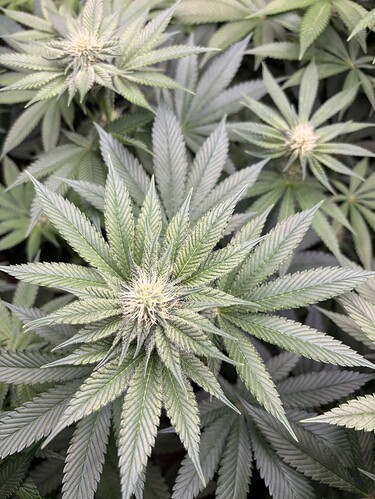 Growreport Bild 5
