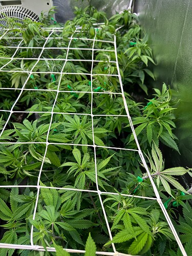 Growreport Bild 59