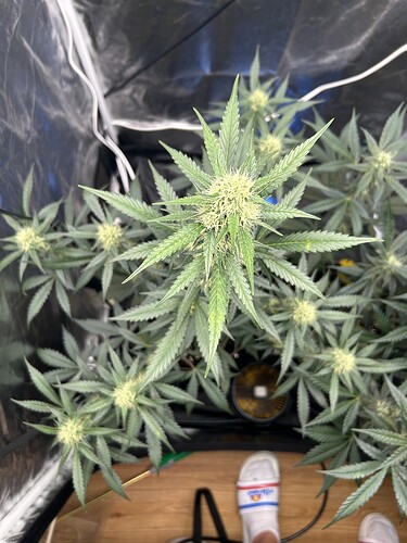 Growreport Bild 5