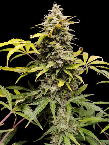 Growreport Bild 16