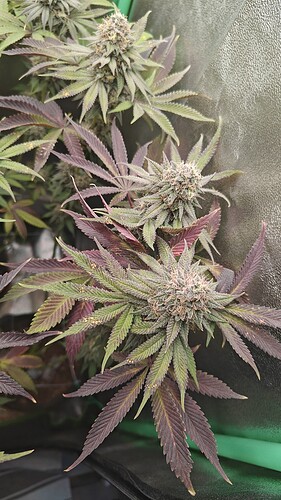 Growreport Bild 7