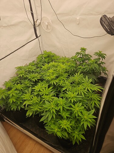 Growreport Bild 4