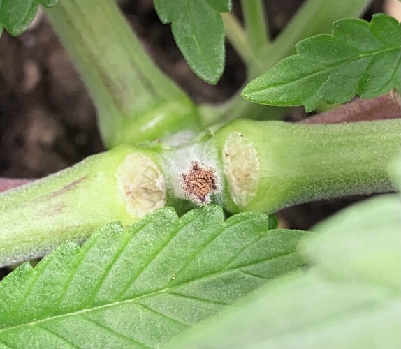 Growreport Bild 3