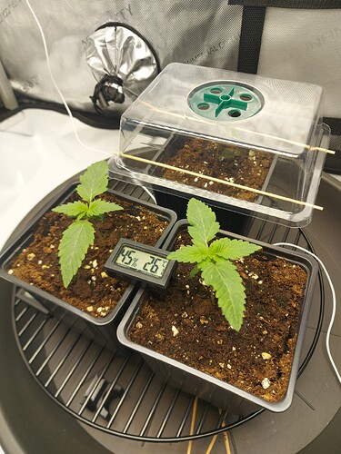 Growreport Bild 1