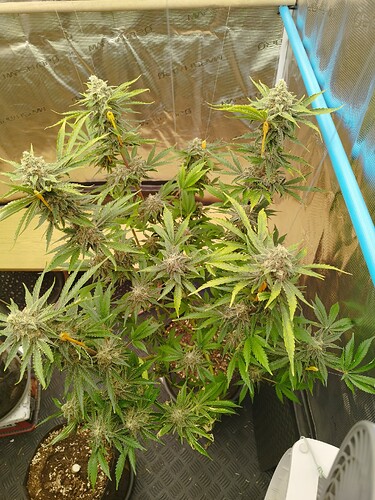 Growreport Bild 3