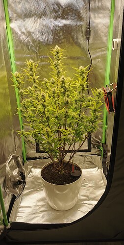 Growreport Bild 1