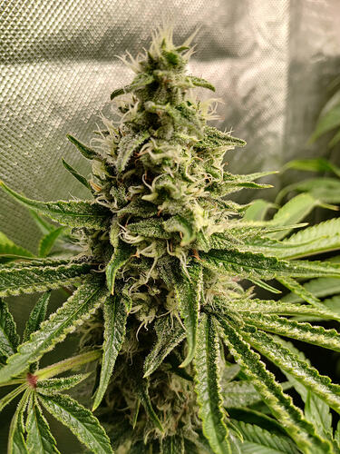 Growreport Bild 16