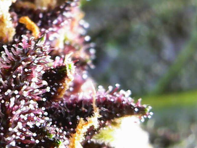 Growreport Bild 4