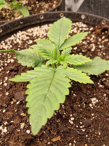 Ein junger Cannabis-Sämling in einem Stofftopf mit Erde.