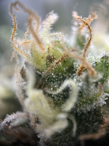 Growreport Bild 7