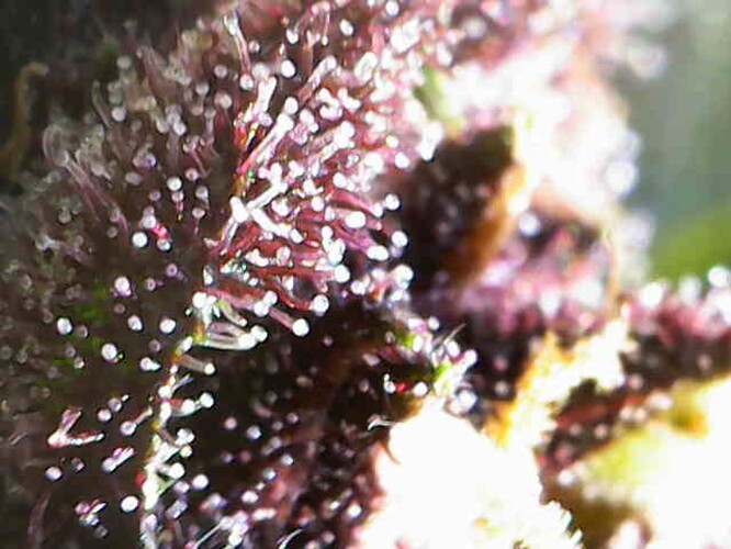 Growreport Bild 2