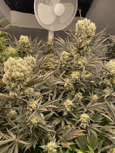 Growreport Bild 3