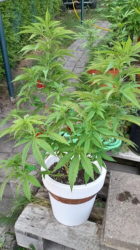 Growreport Bild 14
