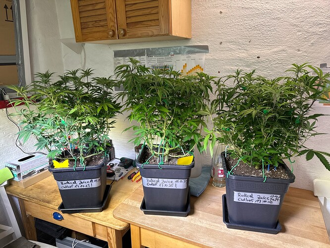Growreport Bild 13