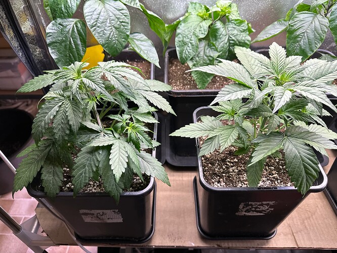 Growreport Bild 35