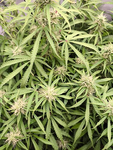 Growreport Bild 7