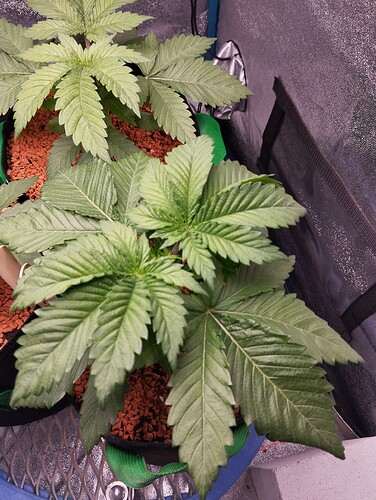 IMG_20241209_124917 - Kopie