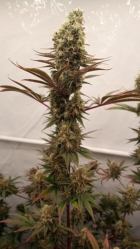 Growreport Bild 1
