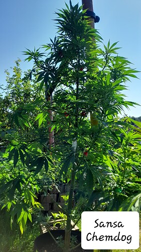Growreport Bild 14