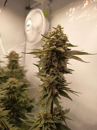 Growreport Bild 48