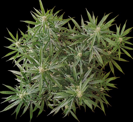 Growreport Bild 4