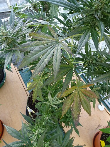 Growreport Bild 45