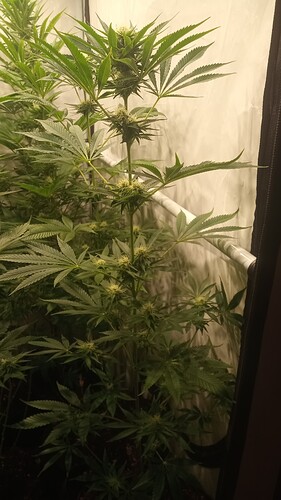 Growreport Bild 35