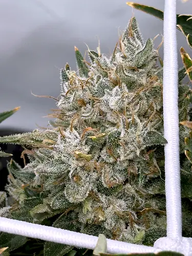 Growreport Bild 7