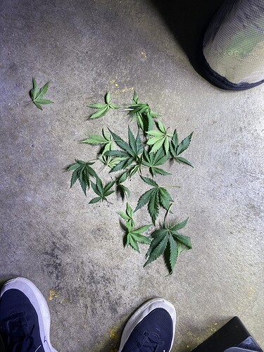 Growreport Bild 77
