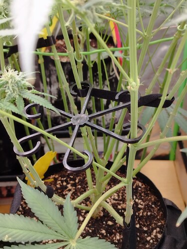 Eine Cannabis-Pflanze im Wuchs mit einem LST-Clip zur Verzweigungsunterstützung.
