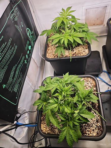 Growreport Bild 25