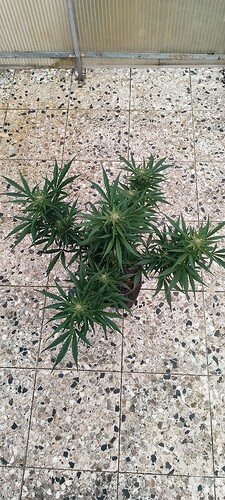 Growreport Bild 25