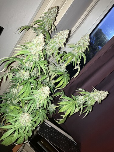 Growreport Bild 2