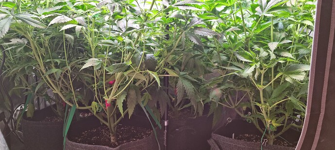 Growreport Bild 29
