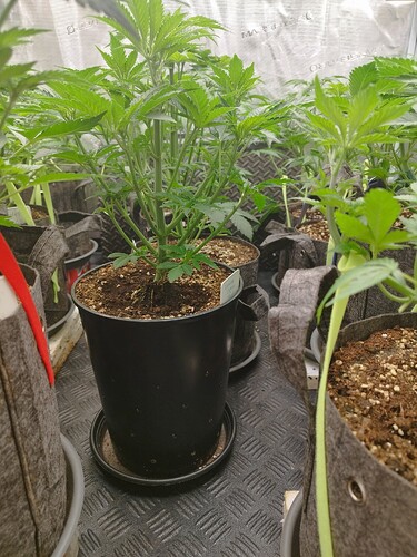 Growreport Bild 2