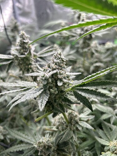 Growreport Bild 70
