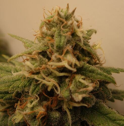 Growreport Bild 7