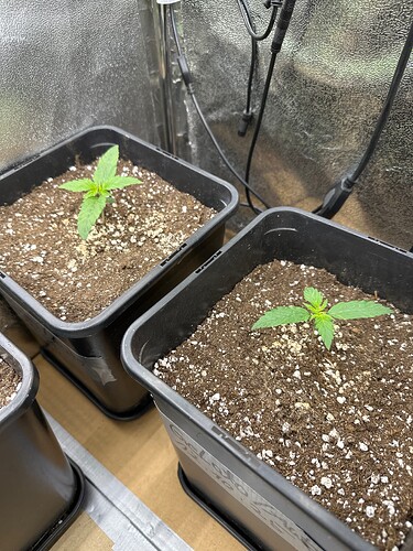 Growreport Bild 39