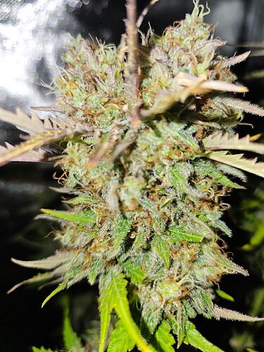 Growreport Bild 17